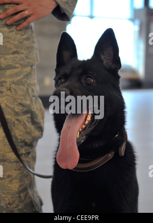 Benny, ein militärischer Gebrauchshund, sitzt neben seinem Handler, Staff Sgt. Robert Brown, nach der Suche in der neuen Flügel am Fairbanks International Airport in Fairbanks, Alaska, für Explosivstoffe Mai 5. Der neue Flügel für die Öffentlichkeit 7. Mai geöffnet. Sergeant Brown und Benny sind ein MWD-Team zu der 354 Sicherheitskräfte Squadron, Eielson Air Force Base, Alaska zugeordnet. Stockfoto