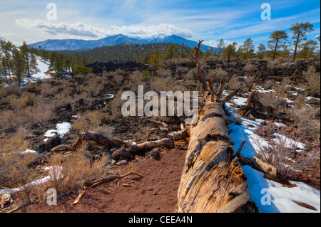 Lavafeld am Sunset Crater in Flagstaff, Arizona Stockfoto