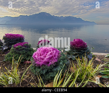 Gärten rund um den Genfer See Stockfoto