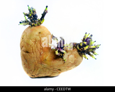 Kartoffel Rosenkohl isolierten auf weißen Hintergrund Stockfoto