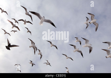 Fliegende Möwen schmelzen Stockfoto