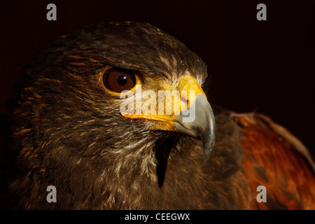 Ein Kopfschuss [Harris Hawk] [Bird Of Prey] bekannt als die [Dusky Hawk oder Bucht Winged Hawk lateinischen Namen Parabuteo Unicinctus Stockfoto