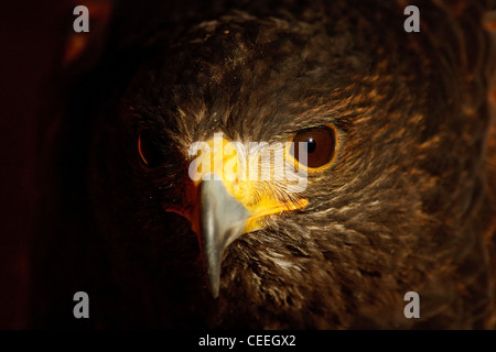 Ein Kopfschuss [Harris Hawk] [Bird Of Prey] bekannt als die [Dusky Hawk oder Bucht Winged Hawk lateinischen Namen Parabuteo Unicinctus Stockfoto