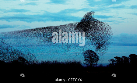 Naturphänomene - eine magische Murmuration von Staren in der Nähe von Gretna Green, Schottland Stockfoto