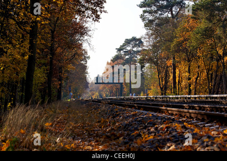 Ein Herbst-Wald Landschaft mit Gleisen durchzogen und ein Signal in der Ferne in Berlin, Deutschland. Stockfoto