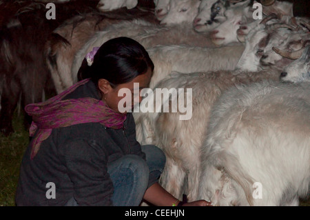 Lebensweise der Nomaden von Chanthang in Ladakh Aufzucht Pashmina Stockfoto