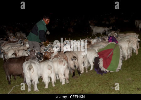 Lebensweise der Nomaden von Chanthang in Ladakh Aufzucht Pashmina Stockfoto