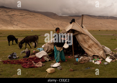 Lebensweise der Nomaden von Chanthang in Ladakh Aufzucht Pashmina Stockfoto