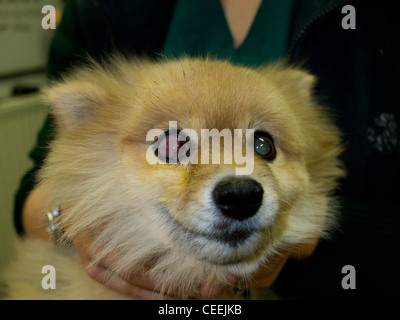 Pommerschen Hund mit Hornhautgeschwür Stockfoto