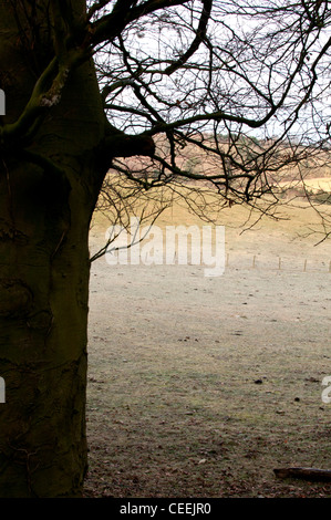 Chiltern Landschaft in der Nähe von Hemel Hempstead, Hertfordshire, UK. Stockfoto