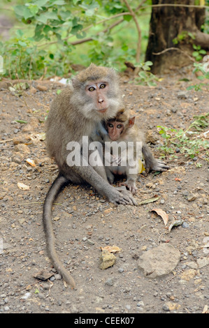 Mutter und Säugling Longtail macaque Stockfoto