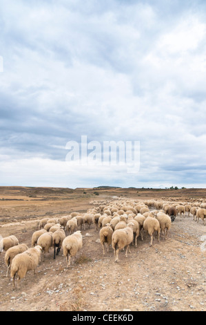 Saisonale Wanderung von Tieren in Bardenas Reales de Navarra. Navarra. Spanien. Europa Stockfoto