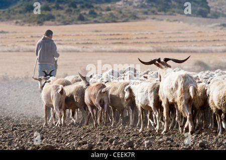 Saisonale Wanderung von Tieren in Bardenas Reales de Navarra. Navarra. Spanien. Europa Stockfoto