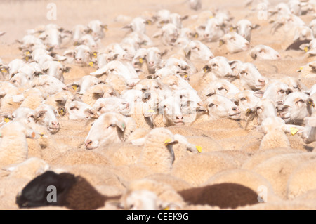 Saisonale Wanderung von Tieren in Bardenas Reales de Navarra. Navarra. Spanien. Europa Stockfoto