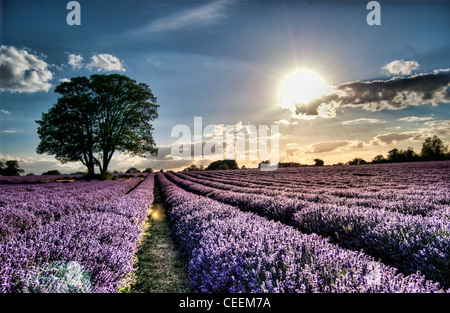 Ein einziger Baum in einem Feld voller atemberaubender Lila Lavendel. Stockfoto