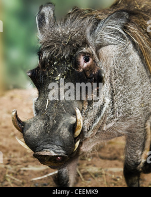 Warty Schwein Stockfoto