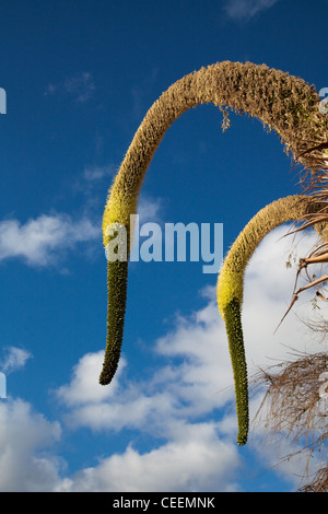 Gelb, Infloreszenz eines Schwanenhalses, Agave Asparagaceae ohne Dorn, Blüten von Madeira in Funchal, Portugal Stockfoto