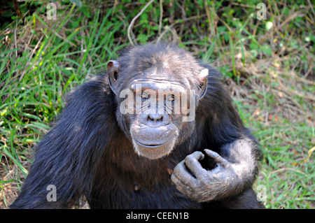 Schimpanse Stockfoto