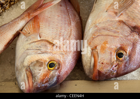 Red Bass   Fisch von Madeira auf zerstoßenem Eis in Funchal Fisch Markt, Portugal Stockfoto
