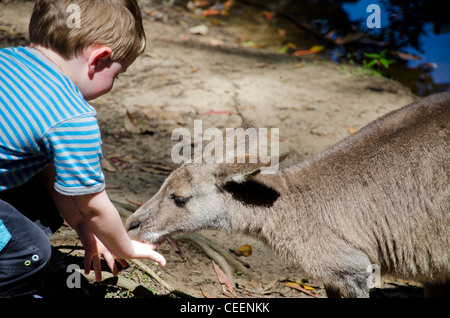 Kleine Jungen und Kängurus in Australien Stockfoto