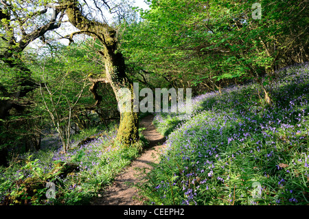 Weg durch ein Bluebell Teppichboden alte Eiche und Hasel woodland Stockfoto