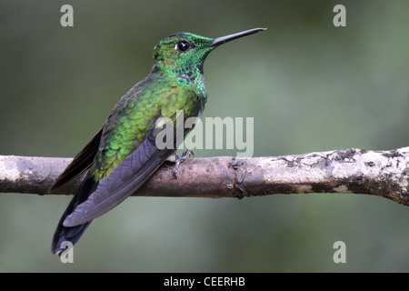 Grün-gekrönter brillante männlichen Heliodoxa jacula Stockfoto