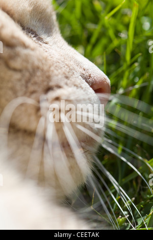 Nahaufnahme der Nase einer blassen Ingwer Katze Stockfoto