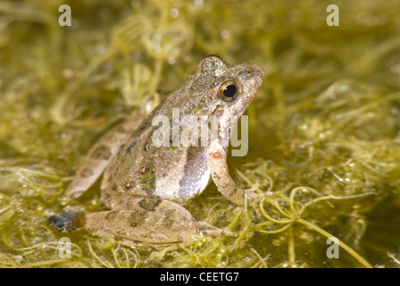 Blanchards Cricket Frosch, (Acris Blanchardi), LBJ National Grasslands, Wise County, Texas, Vereinigte Staaten. Stockfoto