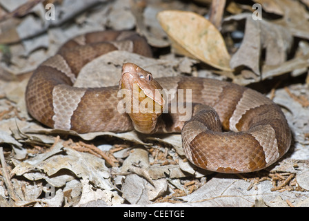 Breit-banded Copperhead, (Agkistrodon Contortrix Laticinctus), LBJ National Grasslands, Wise County, Texas, Vereinigte Staaten. Stockfoto