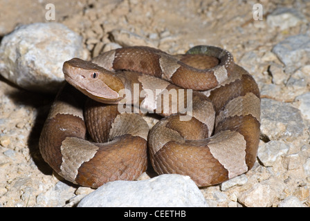 Breit-banded Copperhead, (Agkistrodon Contortrix Laticinctus), LBJ National Grasslands, Wise County, Texas, Vereinigte Staaten. Stockfoto