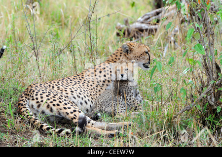 Geparden und Cub, Masai Mara, Kenia Stockfoto