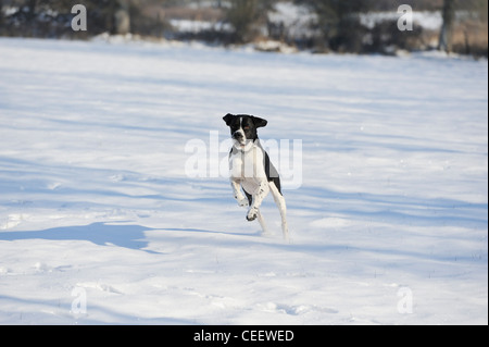 Stock Foto English Pointer im Schnee Stockfoto