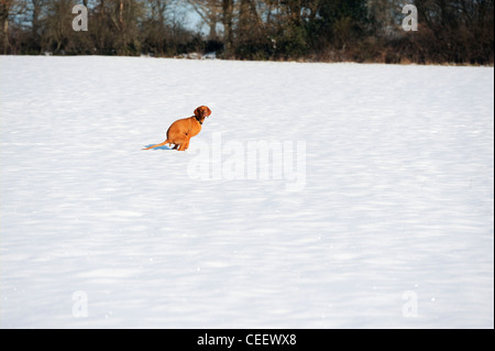 Stock Foto von Stock Foto von einsamen Hund in einem Feld auf die Toilette zu gehen Stockfoto