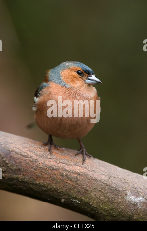 Buchfink Fringilla Coalebs Woodland Vogel zahlreiche Gemeinschaftsgarten Vogel Vogel Kleintiere Probe Organismus männlich. Stockfoto