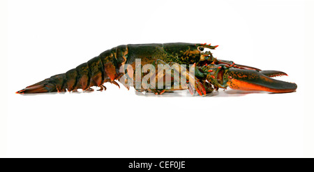 Hummer auf weißem Hintergrund Stockfoto