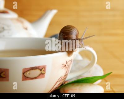 Grüner Teetasse und Schnecke Stockfoto