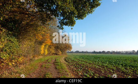 Chilterns Feld im Herbst / Winter Stockfoto