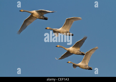 Erwachsenen Singschwäne (Cygnus Cygnus) im Flug, Welney, Norfolk, England Stockfoto