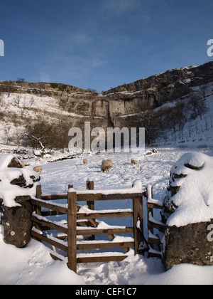 Schafe im Schnee von Malham Cove, North Yorkshire, Yorkshire Dales National Park, Malhamdale Stockfoto