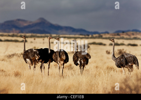 Herde von Straußen, Inselbergen – Insel Berge im Süden von Namibia Stockfoto