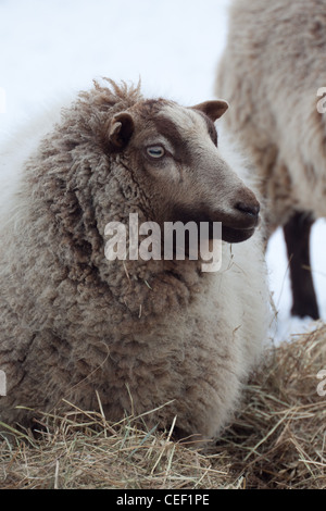 Eine schwangere Shetland Schafe Aue im winter Stockfoto