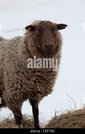 Eine schwangere Shetland Schafe Aue im winter Stockfoto