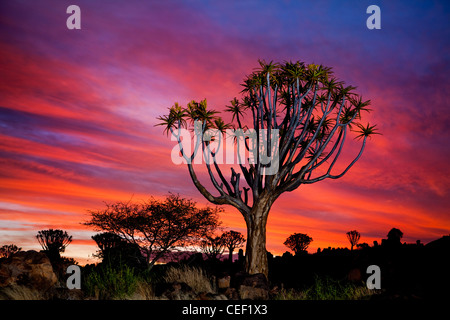 Ein (Kokerboom) Köcherbaumwald, in der Nähe von Keetmanshoop, Namibia in der Dämmerung, Afrika Stockfoto
