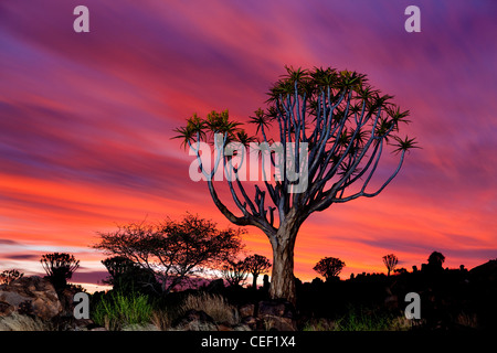 Ein (Kokerboom) Köcherbaumwald, in der Nähe von Keetmanshoop, Namibia in der Dämmerung, Afrika Stockfoto