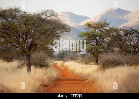 Tswalu Kalahari Reserve, die Oppenheimer im Besitz der Familie in der Nähe der sehr kleinen Stadt Vanzylsrus. Stockfoto