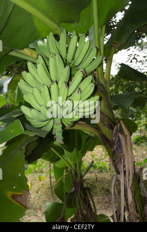 dh OBST HONG KONG Bananen auf Baum chinesische Landwirtschaft unreife Bananen unterreife Bäume Stockfoto