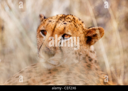 Tswalu Kalahari Reserve, die Oppenheimer im Besitz der Familie in der Nähe der sehr kleinen Stadt Vanzylsrus. Genießen Sie eine Mahlzeit Gepard Stockfoto