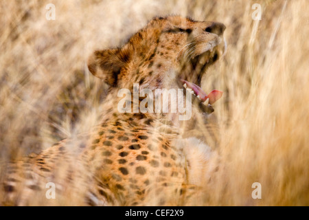 Tswalu Kalahari Reserve, die Oppenheimer im Besitz der Familie in der Nähe der sehr kleinen Stadt Vanzylsrus. Genießen Sie eine Mahlzeit Gepard Stockfoto