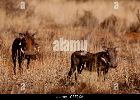 Tswalu Kalahari Reserve, die Oppenheimer im Besitz der Familie in der Nähe der sehr kleinen Stadt Vanzylsrus. Warzenschweine Stockfoto