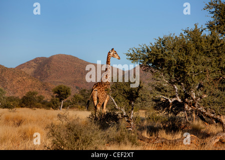 Tswalu Kalahari Reserve, die Oppenheimer im Besitz der Familie in der Nähe der sehr kleinen Stadt Vanzylsrus. Giraffe. Stockfoto